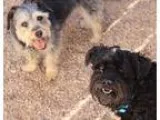 Adopt Marteenie a GraySilverSalt and Pepper - with Black Silky T
