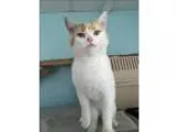 Adopt Handsome a Domestic Short Hair