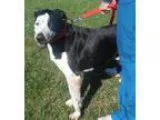 Adopt Johnson a Great Dane Pointer