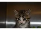 Adopt Leo a Brown Tabby Domestic Shorthair (short coat) cat in B