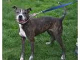Adopt Willow a Brindle - with White Boxer  Pit Bull Terrier  Mix