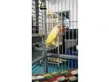 AKC Liver andTan andred  liver males