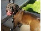 Adopt Donatello a Black - with White Staffordshire Bull Terrier 