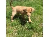 Adopt ZOEY a TanYellowFawn Terrier (Unknown Type Small)  Austral