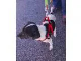 Adopt Silas a White - with Black Jack Russell Terrier  Terrier (