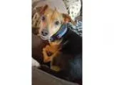 Adopt Peanut the smiling pup a Tricolor (TanBrown and Black and 