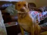 Adopt RED a Pit Bull Terrier