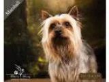Adopt Marshall a Black - with Tan Yellow or Fawn Silky Terrier  