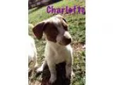 Adopt Adoption pending - Charlotte a Dachshund  Mixed dog in Ora