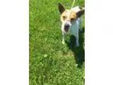 Adopt Max a Cattle Dog Terrier