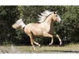 Stunning quarter horse for sale He s
