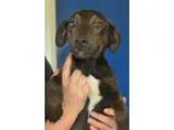 Adopt Jade-adorable puppy a Black Labrador Retriever Hound