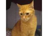 Adopt Ronald a Orange or Red Domestic Shorthair  Mixed cat in No