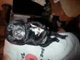 Adopt Puppies a Labrador Retriever