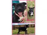 Adopt Hope a Black American Staffordshire Terrier  Mixed dog in 