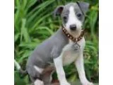 Trusty Italian Greyhound Pups