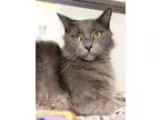 Adopt Mr. Darcy A116826 a Ragdoll