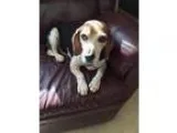 Adopt Betsy a Beagle