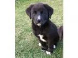Adopt Tallulah a Great Pyrenees