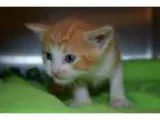 Adopt Mario a Orange or Red (Mostly) Domestic Shorthair (short c