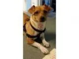 Adopt Buttons a Jack Russell Terrier