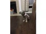 Adopt Zoe a Shih Tzu