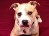 Adopt BRYNN a Pit Bull Terrier