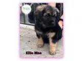 Adopt Ellie Mae a Corgi  Sheltie Shetland Sheepdog  Mixed dog in