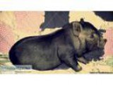 Mini pigs for sale