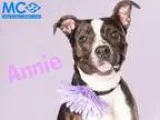 Adopt Montgomery Shelter Annie a Pit Bull Terrier Boxer