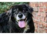 Adopt Bongo a Newfoundland Dog Australian Shepherd