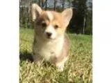 Smart Pembroke Welsh Corgi puppies