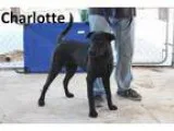 UKC registered blue brindled razor edgegotti Female for sale
