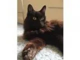 Adopt Stewie a All Black Domestic Mediumhair  Mixed (medium coat