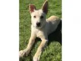 Adopt CASSIE a White - with Tan Yellow or Fawn German Shepherd D