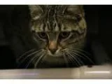 Adopt Dancer a Tan or Fawn Domestic Shorthair  Mixed cat in Wich