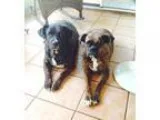 Adopt Rowdy a Brindle Labrador Retriever  Boxer  Mixed dog in Ho