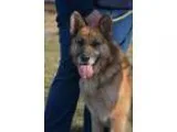 Adopt Zeus a German Shepherd Dog