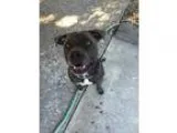 Adopt Raider a Pit Bull Terrier