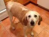 Adopt Pebbles a TanYellowFawn - with White Foxhound  Mixed dog i