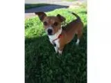 Adopt Herbie a Jack Russell Terrier Dachshund