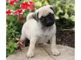 Sharp Pug Puppies