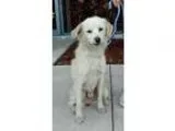 Adopt Nuddy a Shepherd