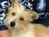 Adopt Joey a Dachshund