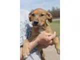Adopt Sophie a RedGoldenOrangeCh estnut - with White Labrador Re