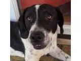 Adopt Winston a Pointer Beagle