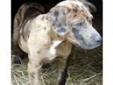 Adopt Corrine a Catahoula Leopard Dog Labrador Retriever