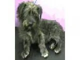 Adopt Paxton-ADOPTION PENDING a GraySilverSalt and Pepper - with