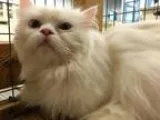 Adopt Aladdin a White Persian (long coat) cat in Troy MO (153092