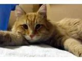 Adopt Charlie a Domestic Medium Hair Tabby - Orange